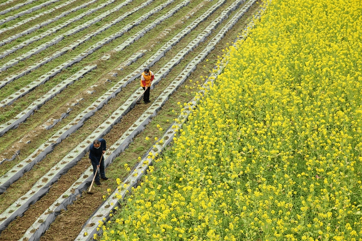 新華社評(píng)論員:防疫不誤農(nóng)時(shí)，固本首在&ldquo;三農(nóng)&rdquo;