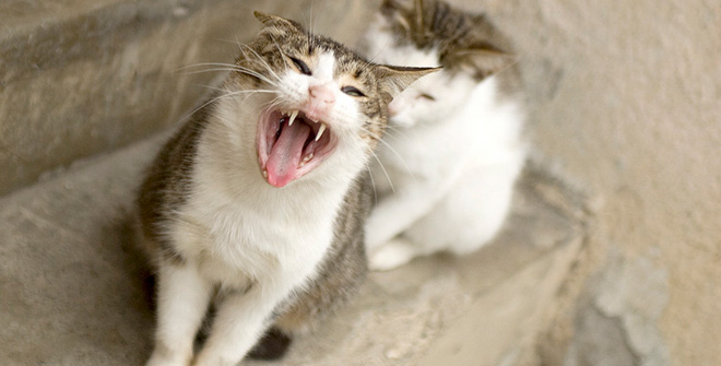 你見過這樣的腹黑貓嗎？