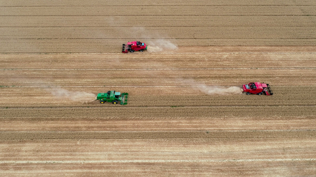 【&ldquo;飛閱&rdquo;中國】黃河兩岸，麥浪翻滾遍地金