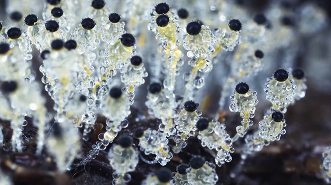 太美了！90后姑娘拍下微觀菌類世界
