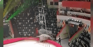 意外！場面失控 俄馬戲團大象踩踏觀眾席