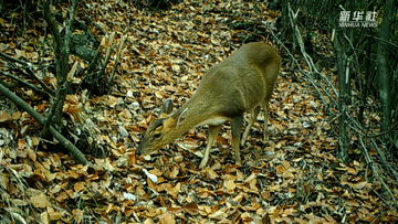 呆萌可愛！國(guó)家三有保護(hù)動(dòng)物小麂現(xiàn)身重慶陰條嶺