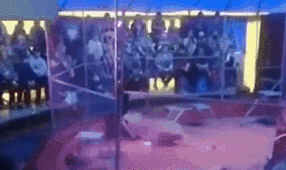 驚險(xiǎn)！ 俄馴獸師遭失控獅子撲咬