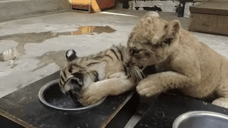 &ldquo;萌萌噠&rdquo;！虎獅&ldquo;姊妹花&rdquo;