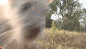 重慶永川：春節(jié)假期 兩只小&ldquo;萌獸&rdquo;首次與游客見(jiàn)面