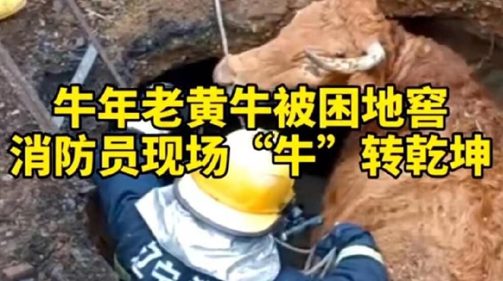 牛年老黃牛被困地窖，消防員現(xiàn)場&ldquo;牛&rdquo;轉(zhuǎn)乾坤！