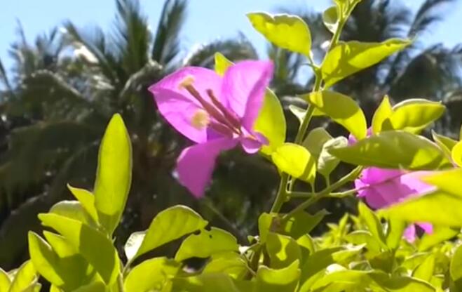 海南：超40℃！多市縣發(fā)布高溫預(yù)警