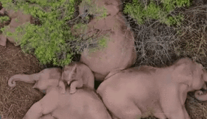 &ldquo;象&rdquo;往何處？ 亞洲象的&ldquo;正確睡姿&rdquo;什么樣？