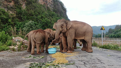 大象去哪兒？ 昨天野象群在玉溪易門活動(dòng)