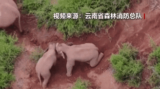 &ldquo;象&rdquo;往何方？野象群持續(xù)向南行進(jìn)