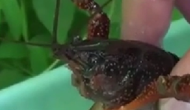 封殺！ 日本擬將小龍蝦指定為外來(lái)入侵物種