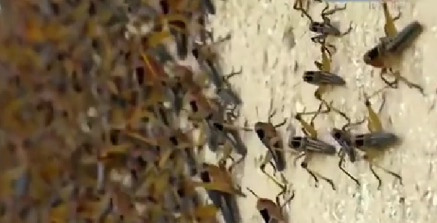 恐怖！ 漫天飛舞 俄邊疆區(qū)遭蝗蟲、瓢蟲侵襲