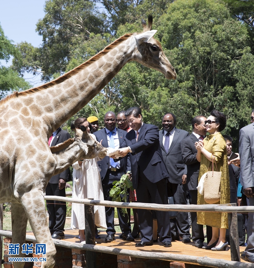 12月2日，國家主席習近平在津巴布韋考察野生動物救助基地。在基地負責人陪同下，習近平和夫人彭麗媛察看了基地救助的野生動物，并給大象、長頸鹿遞喂水果、樹葉。新華社記者 黃敬文 攝 