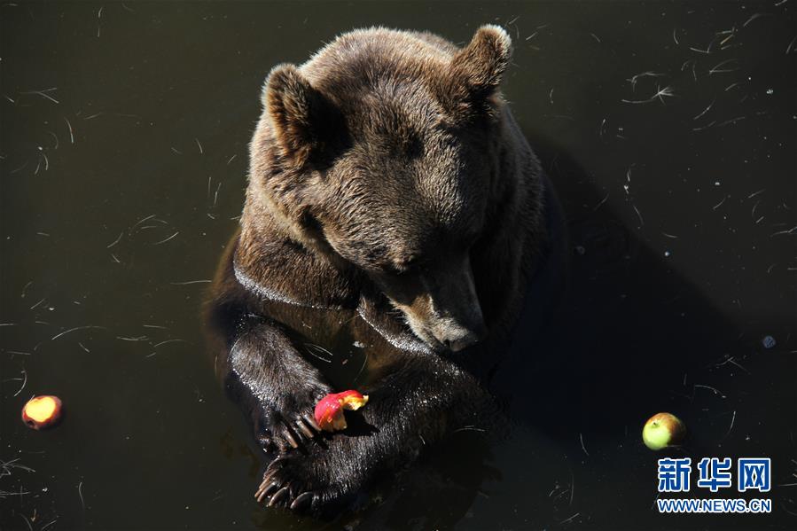 （新華全媒頭條&middot;圖文互動）（14）高溫&ldquo;烤&rdquo;驗(yàn)四大洲 熱&ldquo;火&rdquo;還要燒多久