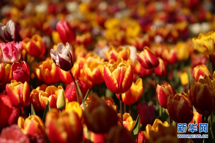 （國際&middot;北京世園會(huì)）（20）世界園林巡禮&mdash;&mdash;比利時(shí)拜加登城堡