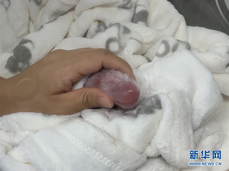 （國(guó)際）（3）旅德大熊貓&ldquo;夢(mèng)夢(mèng)&rdquo;產(chǎn)下雙胞胎