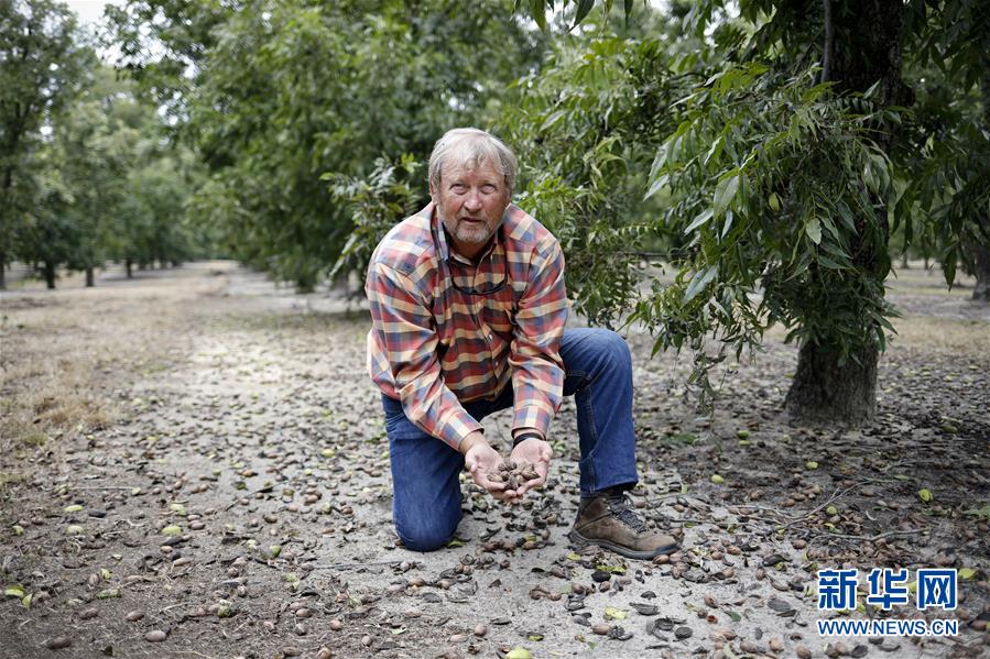 (國際·圖文互動)(4)通訊:期待美中盡早達成貿(mào)易協(xié)議——颶風(fēng)和關(guān)稅夾擊下的美國山核桃種植戶盼重回中國市場