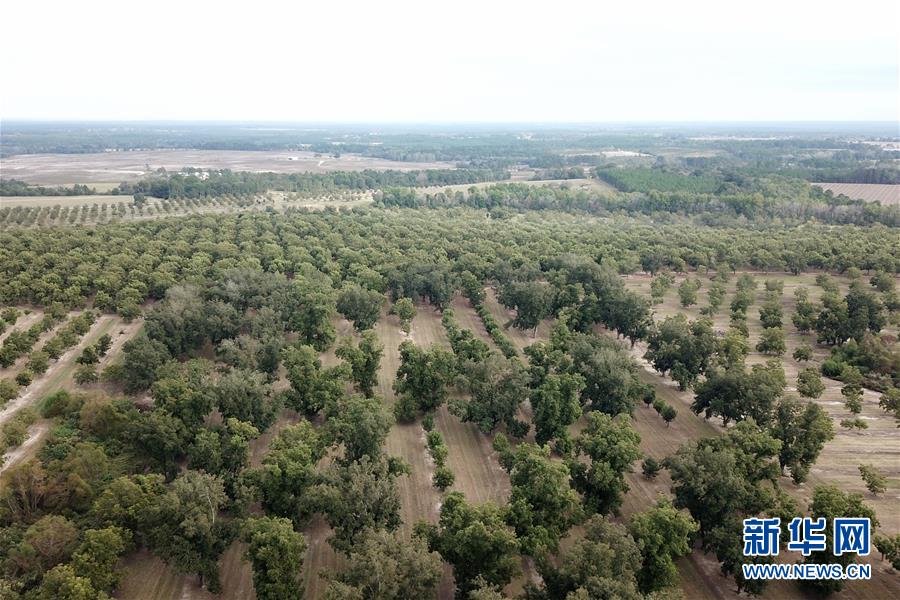 (國際·圖文互動)(6)通訊:期待美中盡早達成貿(mào)易協(xié)議——颶風(fēng)和關(guān)稅夾擊下的美國山核桃種植戶盼重回中國市場