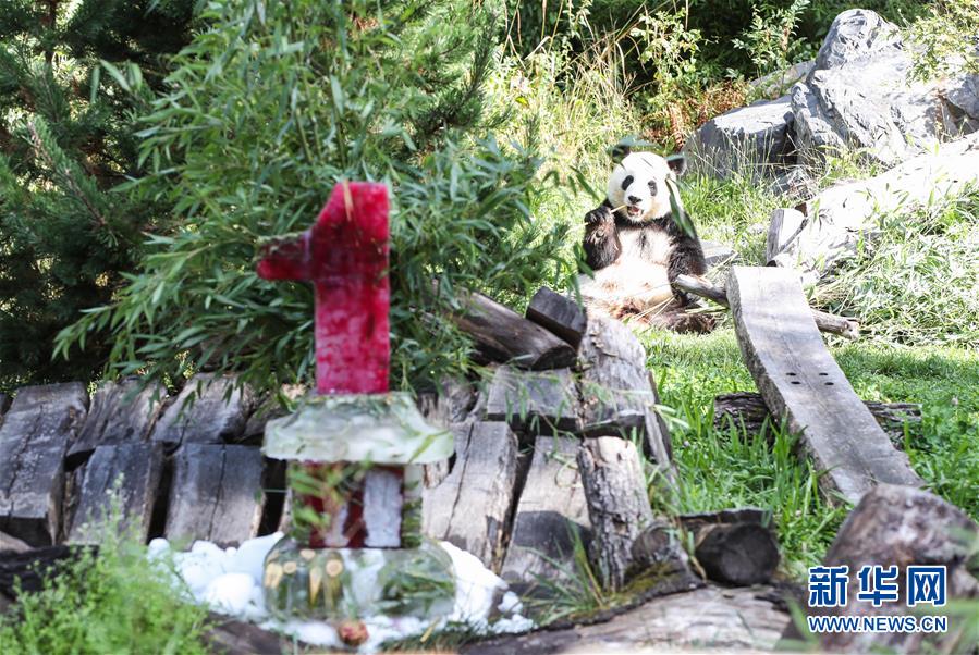 (國(guó)際)(3)德國(guó)柏林動(dòng)物園為大熊貓雙胞胎慶生
