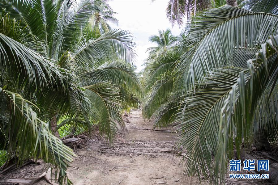 (第三屆進博會·圖文互動)(7)通訊:椰香飄進進博會 市場開放共繁榮——一名泰國椰商的心聲