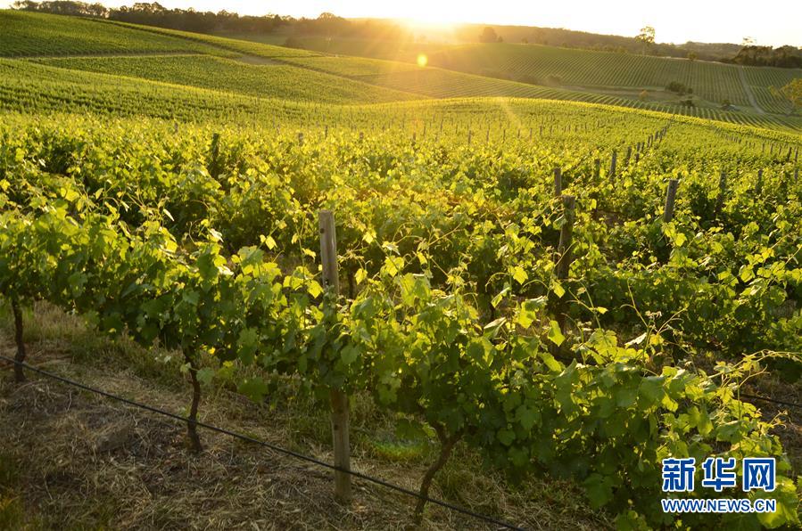 （第三屆進(jìn)博會(huì)&middot;圖文互動(dòng)）（1）專訪：進(jìn)博會(huì)是了解中國市場(chǎng)的好機(jī)會(huì)&mdash;&mdash;訪澳大利亞諾瓦維塔葡萄酒集團(tuán)創(chuàng)始人卡臣