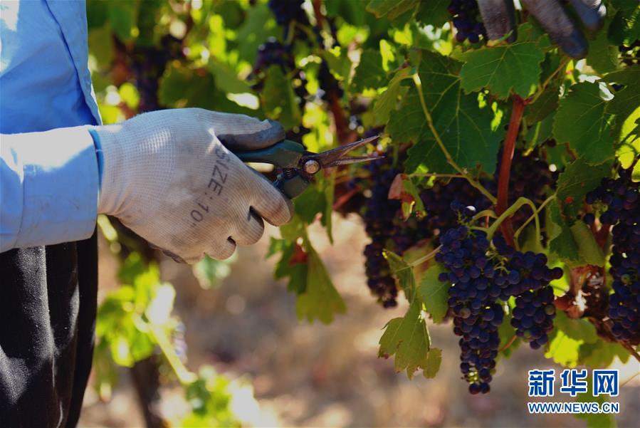 （第三屆進(jìn)博會(huì)&middot;圖文互動(dòng)）（2）專訪：進(jìn)博會(huì)是了解中國市場(chǎng)的好機(jī)會(huì)&mdash;&mdash;訪澳大利亞諾瓦維塔葡萄酒集團(tuán)創(chuàng)始人卡臣