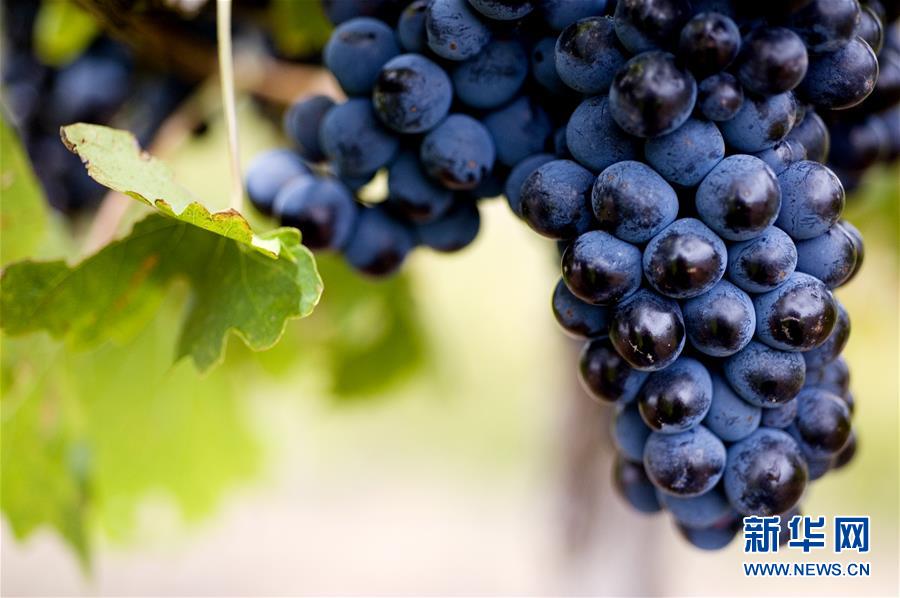 （第三屆進(jìn)博會(huì)&middot;圖文互動(dòng)）（4）專訪：進(jìn)博會(huì)是了解中國市場(chǎng)的好機(jī)會(huì)&mdash;&mdash;訪澳大利亞諾瓦維塔葡萄酒集團(tuán)創(chuàng)始人卡臣