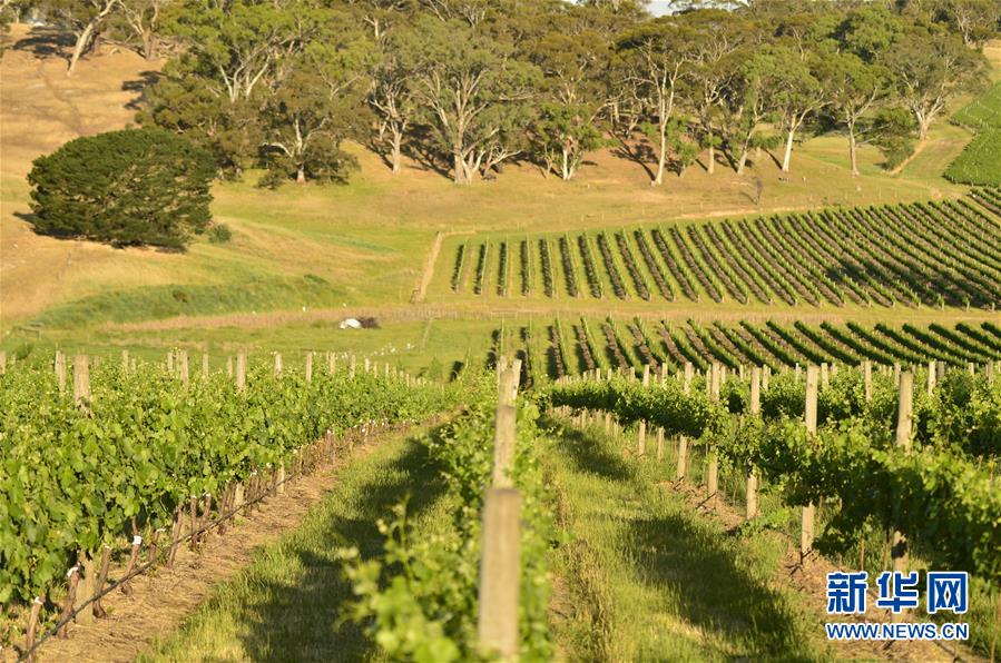 （第三屆進(jìn)博會(huì)&middot;圖文互動(dòng)）（5）專訪：進(jìn)博會(huì)是了解中國市場(chǎng)的好機(jī)會(huì)&mdash;&mdash;訪澳大利亞諾瓦維塔葡萄酒集團(tuán)創(chuàng)始人卡臣