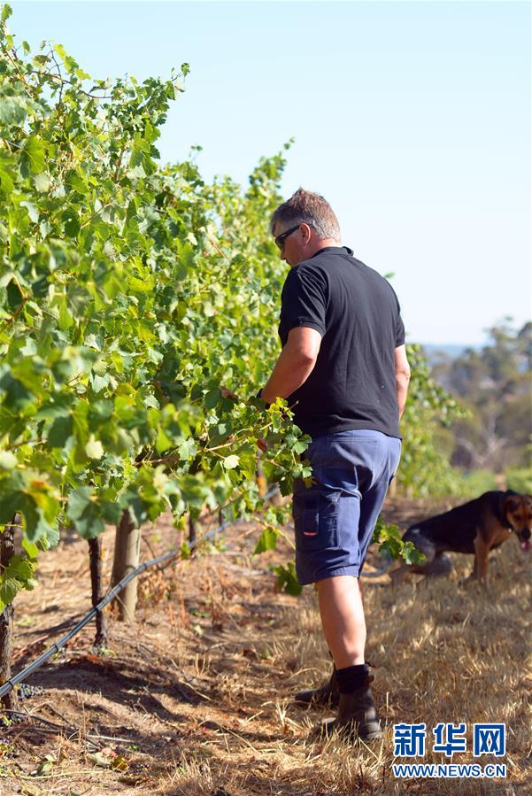 （第三屆進(jìn)博會(huì)&middot;圖文互動(dòng)）（8）專訪：進(jìn)博會(huì)是了解中國市場(chǎng)的好機(jī)會(huì)&mdash;&mdash;訪澳大利亞諾瓦維塔葡萄酒集團(tuán)創(chuàng)始人卡臣