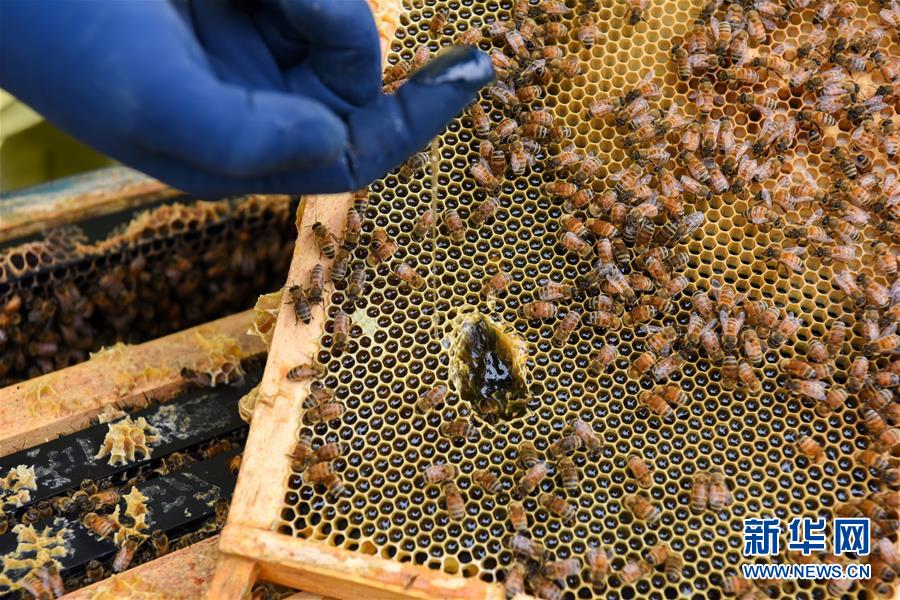 （第三屆進(jìn)博會&middot;圖文互動）（6）通訊：新西蘭的進(jìn)博會味道，甜