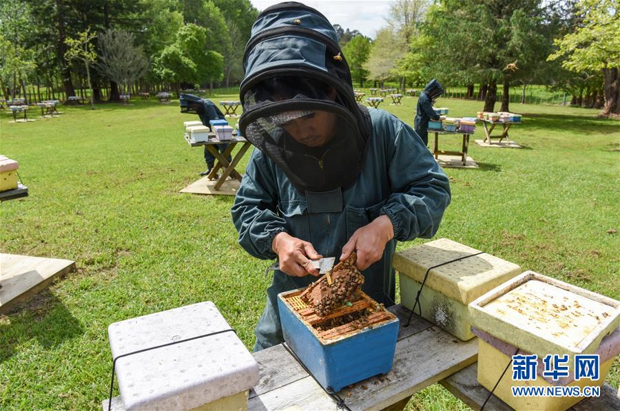 （第三屆進(jìn)博會(huì)&middot;圖文互動(dòng)）（7）通訊：新西蘭的進(jìn)博會(huì)味道，甜
