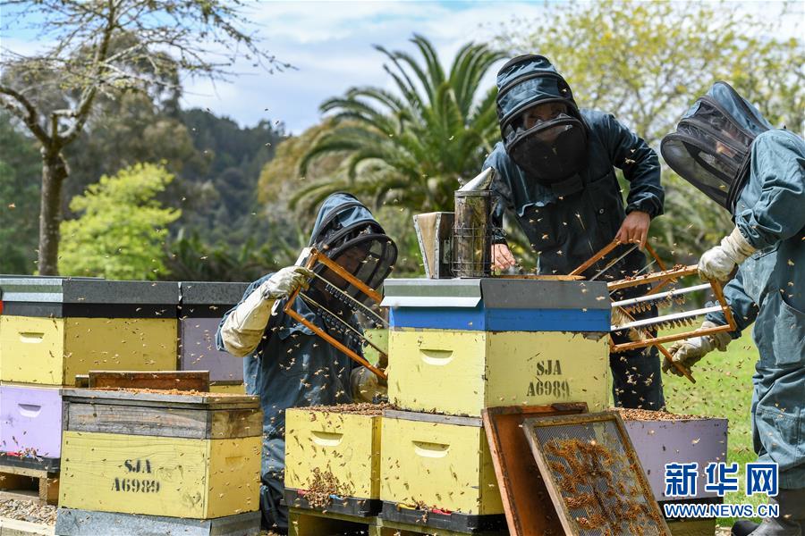 （第三屆進(jìn)博會(huì)&middot;圖文互動(dòng)）（8）通訊：新西蘭的進(jìn)博會(huì)味道，甜