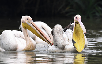 白鵜鶘&ldquo;作客&rdquo;?？? />  
<div>白鵜鶘“作客”?？?/div>
</a>
<a href=