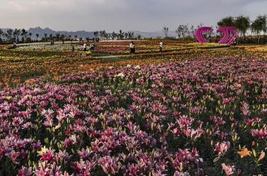 寧夏石嘴山：&ldquo;塞上江南&rdquo;現(xiàn)花海