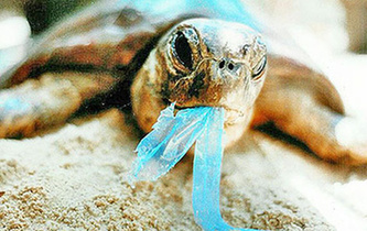 你隨手一扔，也許就毀掉它們的一生！